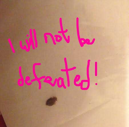 Bed bugs | I will not be defeated.