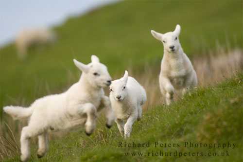 image: photo of three lambs frolicking in green grass | caption: Richard Peters Photography, richardpeters.co.uk